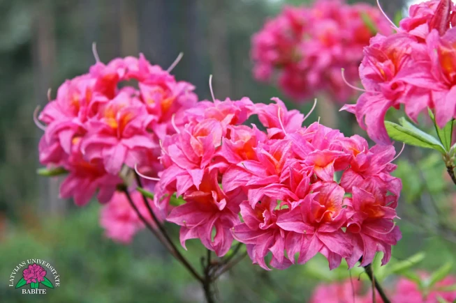 Rhododendron   'Erlenda'